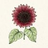 Jora Dahl Helianthus annus 