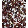 Begónia Marsala F1 White - Begonia semperflorens - semená - 20 ks