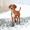 Trixie topánka WALKER ACTIVE 2ks