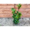 Laurus nobilis (Vavrín pravý - bobkový list) - kont. C3L , výška 70-90 cm