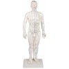 Anatomická akupunktúrna figurína, AcuMaster 50 cm