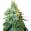 Sensi Seeds Jack Herer regular semena neobsahují THC 10 ks