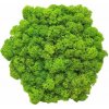 Machový obraz 6-uholník bezrámový 15cm