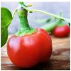 Chilli Large Red Cherry Hot - Capsicum annuum - semienka - 7 ks