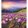 DIMEX | Vliesová fototapeta na stenu Krókusy na jar MS-3-0064 | 225 x 250 cm | fialová, zelená + Vliesová fototapeta na stenu DIMEX Krókusy na jar MS50064 v rozmere 225 x 250 cm