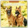 German Shepherds Deutscher Schäferhund 16 Monats 2026