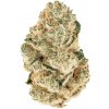 Fast Buds Semienka kanabisu Gorilla Melon Feminizované 5 ks