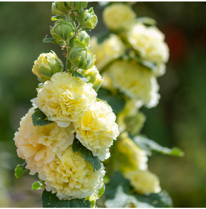 Topoľovka žltá Chaters - Alcea rosea - semená topoľovky - 12 ks