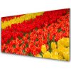 Obraz na skle Tulipány kvety 100x50 cm