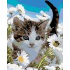 Zuty Diamantové maľovanie MAČIATKO V MARGARÉTKACH 40 x 50 cm vypnuté plátno na rám