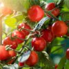 BIO Divoká paradajka Rote Murmel - Solanum pimpinellifolium - predaj bio semien - 6 ks