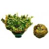 Ruža z jericha - selaginella lepidophylla - 10x malá