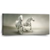 Sablio Obraz Dva biele koňe - 110x50 cm