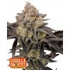 Fast Buds Cannabis Seeds Gorilla Cookies FF 1 ks