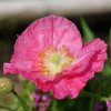 Mak Champagne Bubbles Pink - Papaver nudicaule - semená - 20 ks