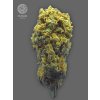 The Bulldog Seeds TB Strawberry Haze Auto, 3 a 5 ks 3 ks