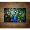 Obraz - Páv 90x60cm