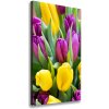Vertikálny foto obraz na plátne Farebné tulipány 50x100 cm