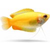 Aquascaperi Gurama trpasličia zlatá - Colisa / sota gold dwarf