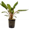 Cryptocoryne wendtii green