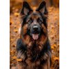 Norimpex diamantové maľovanie Nemecký ovčiak v kvetoch 30 x 40cm