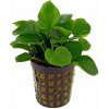 Anubias barteri nana