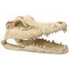 Repti planet Krokodýl lebka 13,8x6,8x6,5 cm