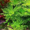 Hygrophila difformis (Košíčková Ø 5,5 cm)