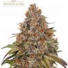 Seedstockers Superior Blackberry Gum Auto semena neobsahuji THC 1 ks