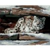 Diamondi Diamantové maľovanie - SNEŽNÝ LEOPARD V ÚKRYTE (D. RUSTY RUST) Rámovanie: vypnuté plátno na rám, Rozmer: 40x50 cm