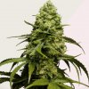 Kera Seeds - Dutch Power 1 ks - Semená neobsahujú THC