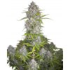 Fast Buds Orange Sherbet Auto neobsahuje THC nan