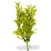 JK ANIMALS Hygrophila 13-16 cm