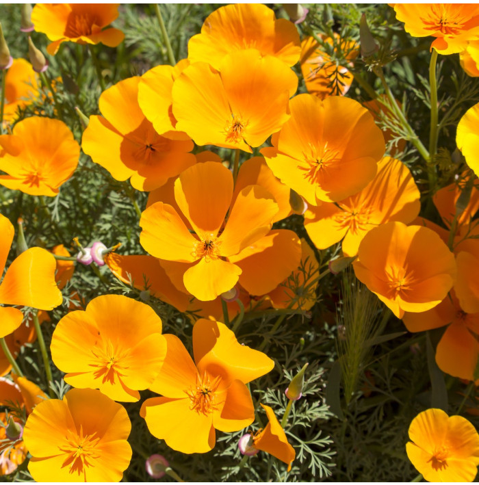 Slncovka kalifornská oranžová - Eschscholzia californica - semená - 200 ks