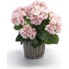 Hortenzia ružová v kvetináči, 45cm (umelý kvet)