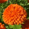 Nechtík lekársky Orange Double - Calendula officinalis - semená nechtíka - 50 ks