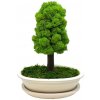 Bezúdržbový bonsaj Simple White