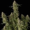 Seedsman Pineapple OG Auto semena neobsahuji THC 10 ks