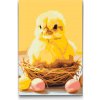 Vymalujsisam.sk Maľovanie podľa čísiel - Veľkonočné kuriatko s vajíčkami Veľkosť: 40x60cm, Rám: Na plastovej doske