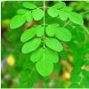 Moringa olejodárna - Moringa oleifera - semená moringy - 4 ks