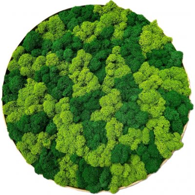 Machový obraz - Kruh lišajník mix Veľkosť rámu: 60cm