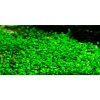 Marsilea minuta 1-2 Grow!