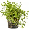 Glossostigma elatinoides