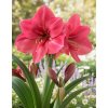 Amarylis 'Hercules' 1 ks