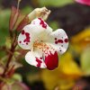 Čarodejka bodkovaná White Blotch - Mimulus - semená - 20 ks