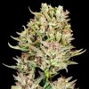 Atlas Seed - Garlic Jam Auto 5 ks - Semená neobsahujú THC
