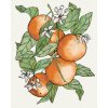 Diamondi Diamantové maľovanie - VETVA A POMARANČE (ALEXANDRIA GILBERT) Rámovanie: vypnuté plátno na rám, Rozmer: 40x50 cm