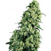 Sensi Seeds Skunk #1 semena neobsahují THC 5 ks
