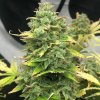 Pure Instinto - Mimosa Cake Auto 5 ks - Semienka neobsahujú THC