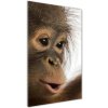 Vertikálny foto obraz akrylové sklo Mladý orangutan 50x100 cm